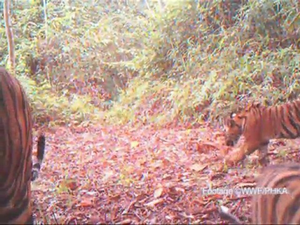 Tigres de Sumatra