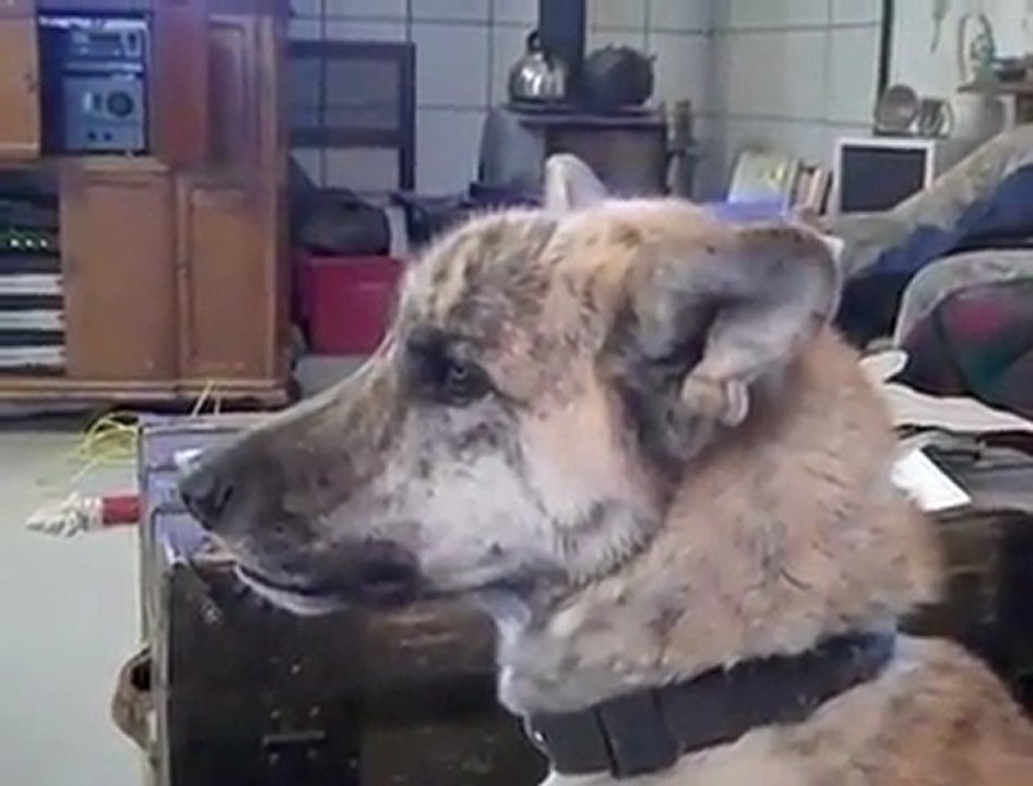 haha-seslendirme-harika