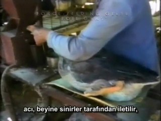 Earthlings-Dünyalılar Belgeseli 5.Bölüm (Türkçe altyazılı)