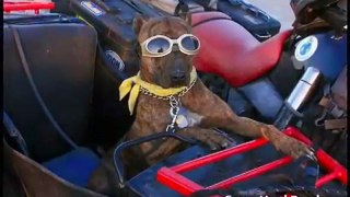Sidecar Dog Spirit Riding Motorcycle, Country Music Video