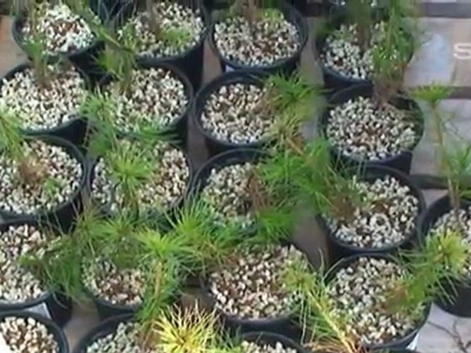 Vente de bonsaï - Mons - Région wallonne