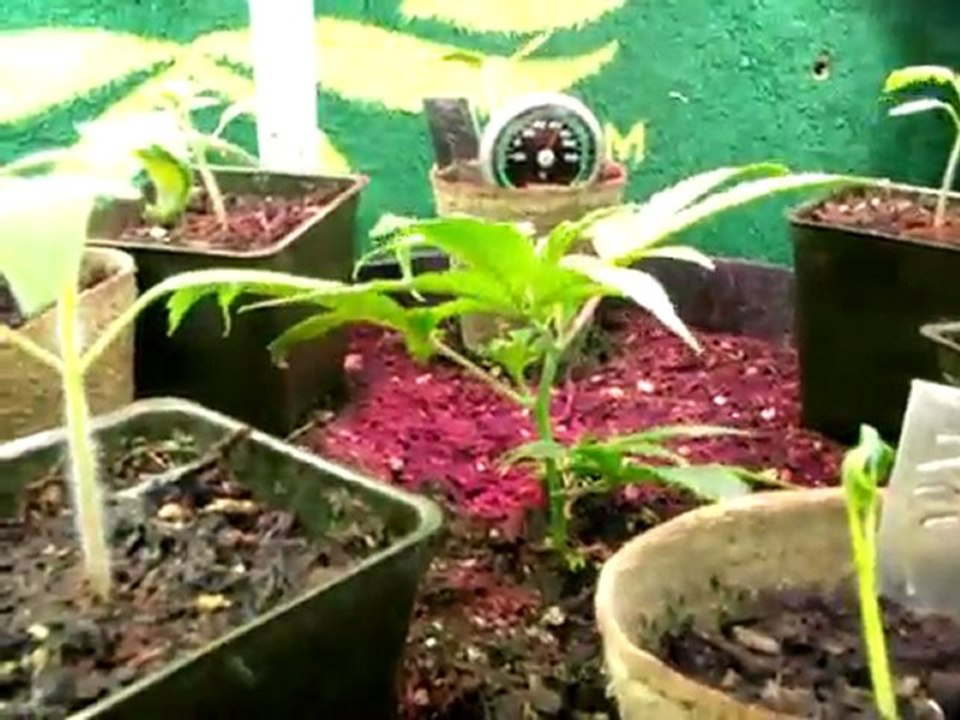 Blueberry Kush Cannabis Flowering out door growth