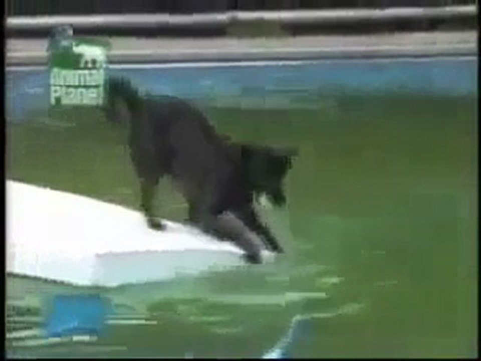 akıllı köpek