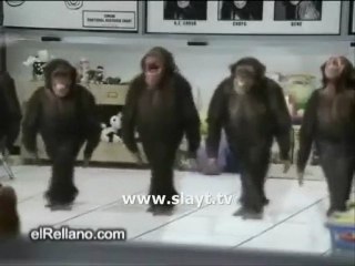 karadenizli laz şempanzeler