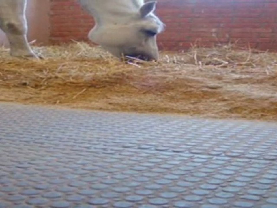 Stallmatten Hohenfels Stallboden.de Inh. Ilonka ...