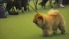 El Chow Chow es Peligroso ?