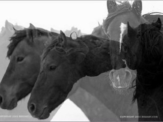 Bobby Bare, Jr. - A Horse With No Name