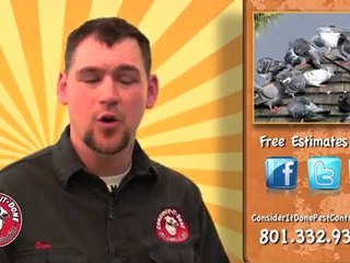 Pest Control Layton - Is It True That We Eat 7 Spiders a Year