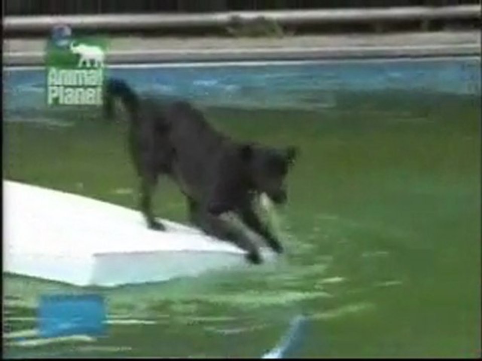 Trésor n'aime pas l'eau,