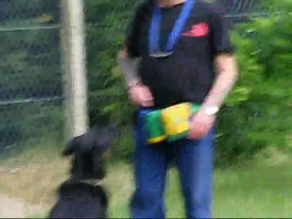 véga entrainement obéissance le 10 05 2011