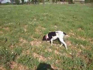 HERA-9: Heranin Bildirciña Fermasi