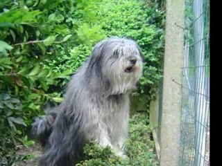 Nos adorables aboyeurs