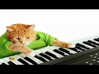 Piano bar par chat pianiste