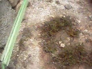 ALLAH - Mystérieuse écriture Bir Jdid 10 mai 2011