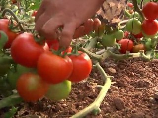 Les agriculteurs palestiniens attendent beaucoup de l'UE