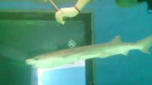 Tiburones