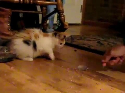 Очень голодный котенок ./cat(strangeworlds.at.ua)