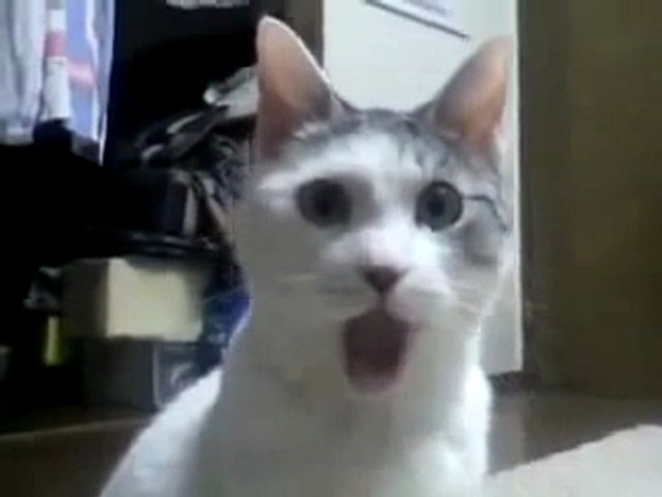 Что с этим котом!/cat(strangeworlds.at.ua)