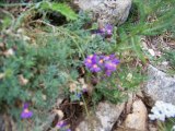 Marche dans les pyrénées AOUT 2010