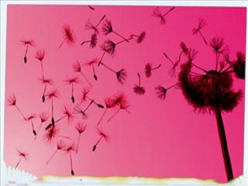 LA TENDRESSE DU BONHEUR