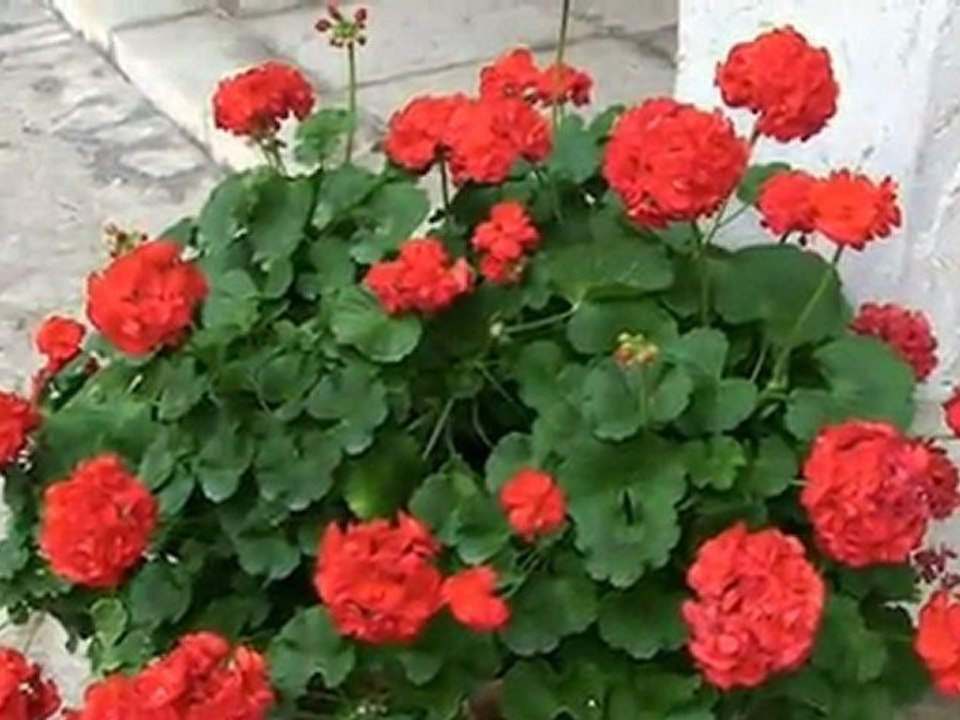 Majorque découverte de la ville de Palma ( Mallorca explore the city of Palma )