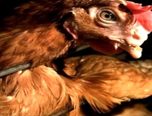 Questions pour un couillon