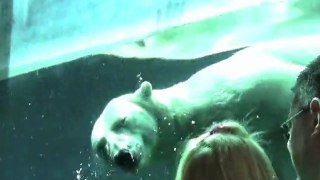 Polar Bear Swim (Anoki)