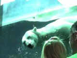 Polar Bear Swim (Anoki)