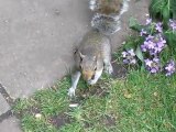 squirrels (écureuil) à Hyde Park