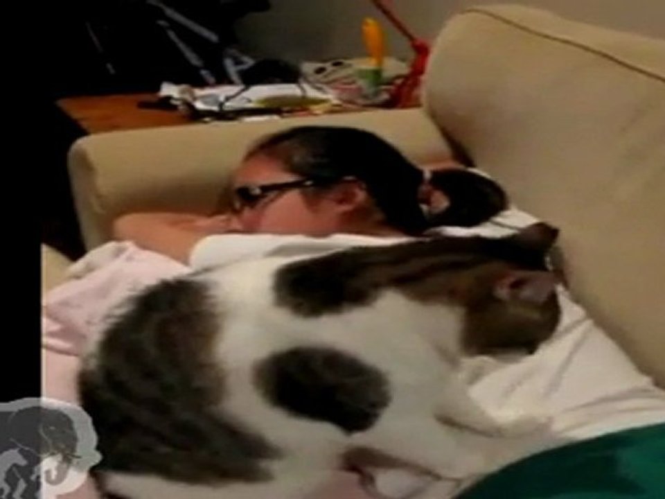 Un chat fait un massage sa maîtresse
