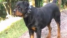 Como Educar a un Rottweiler Cachorro