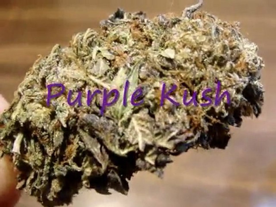 Purple Kush 2011