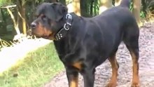 Como Educar a un Rottweiler