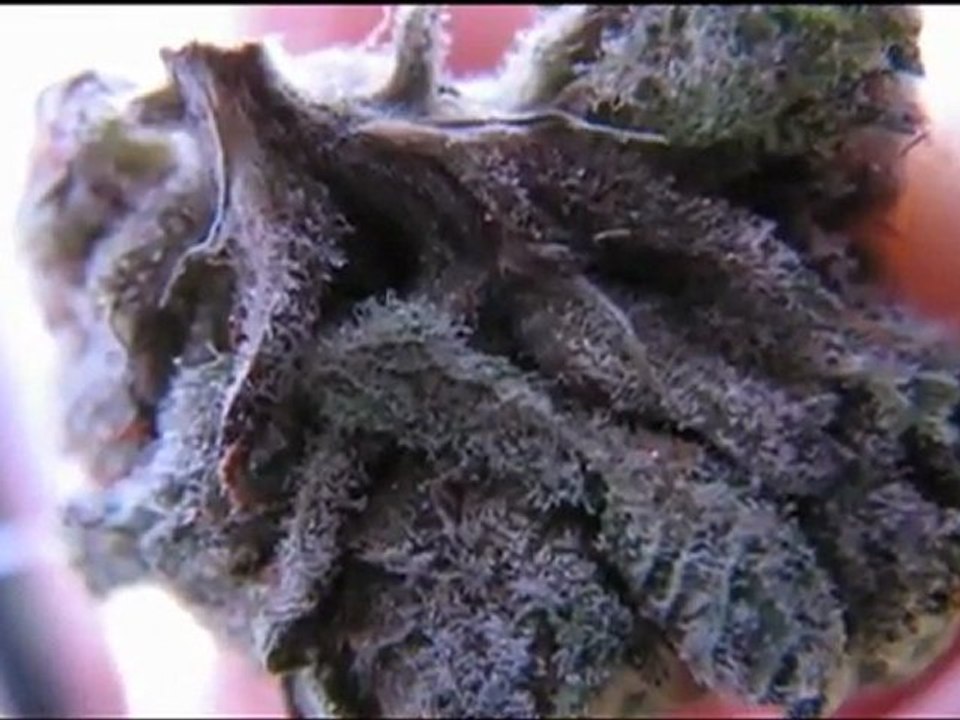 fuzzy nable kush found only at puffpuff411