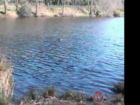 Les oiseaux d'Argentré du Plessis - TV Nature - épisode 13