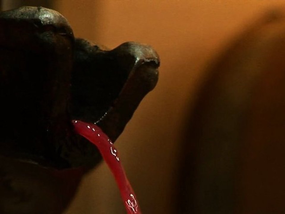 Au coeur du Bojo - Jean-Claude Lapalu - Vin mis en Amphore