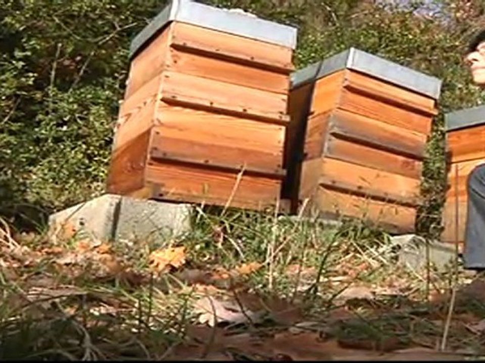 Trophées éco-innovations Rhônes-Alpes : Apisveille, un service de l'entreprise Toxibionte, études et expertises en éco-toxicologie