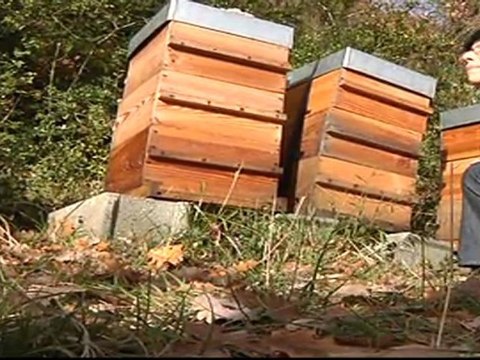 Trophées éco-innovations Rhônes-Alpes : Apisveille, un service de l'entreprise Toxibionte, études et expertises en éco-toxicologie