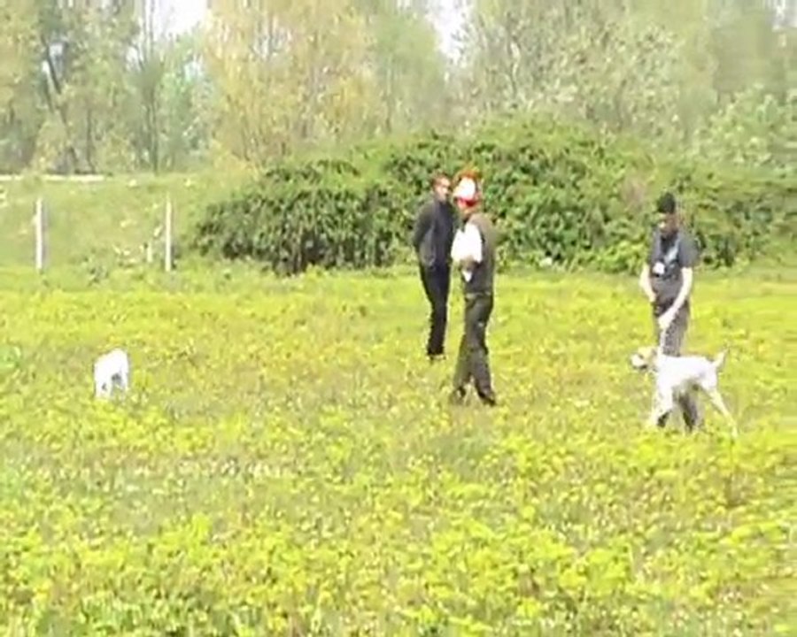 adapazarı mera yarışması