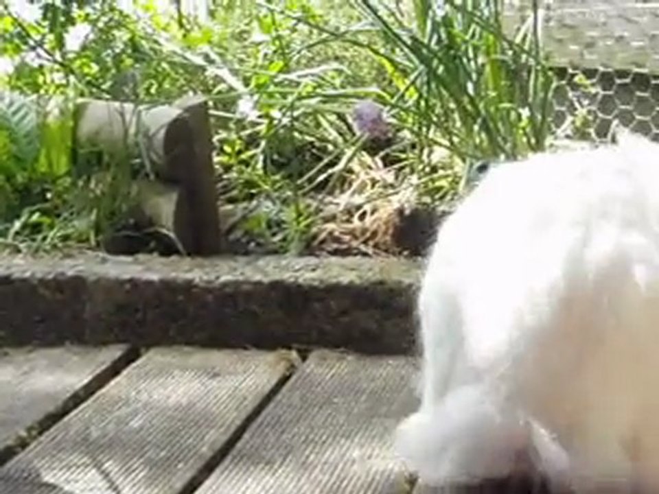 Couette fait du jardinage...