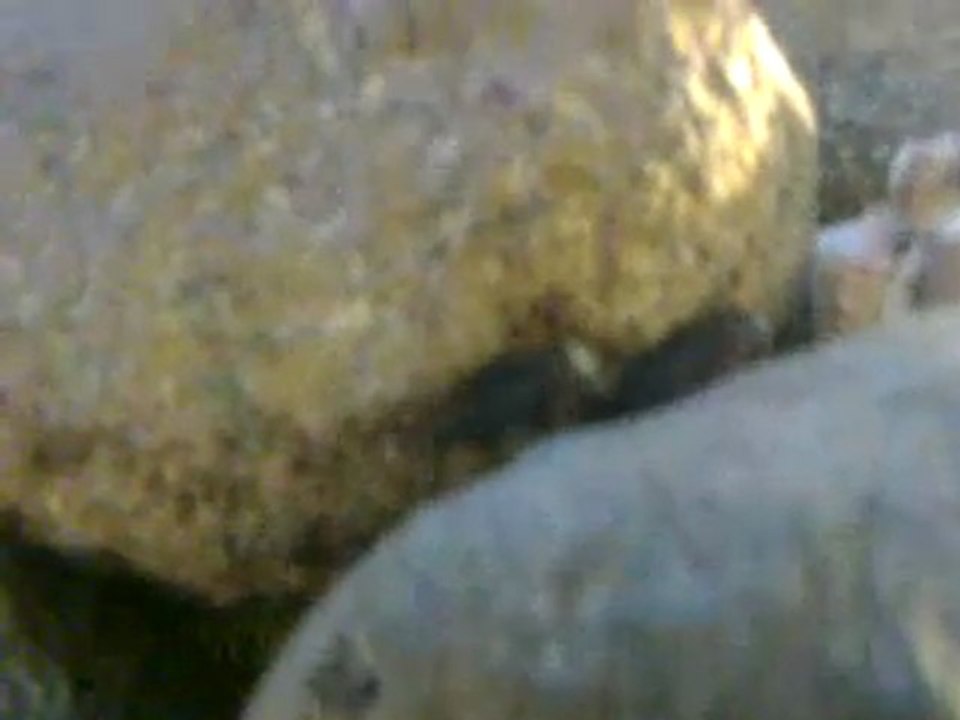 Tropheus sp. ''red'' Ndole Bay Red Fry Part 1