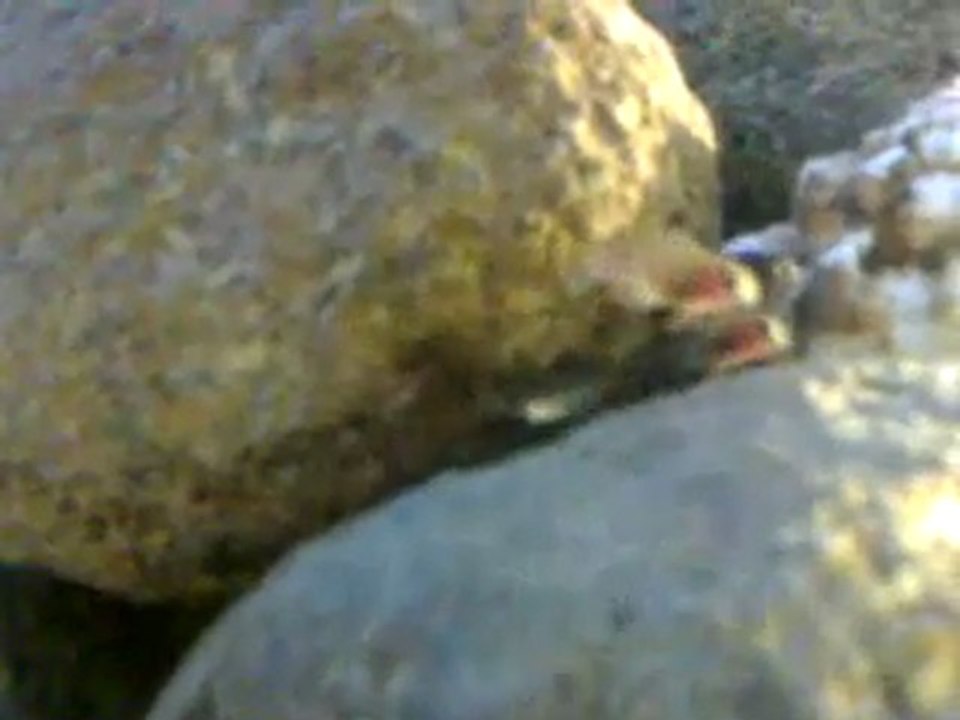 Tropheus sp. ''red'' Ndole Bay Red Fry Part 2