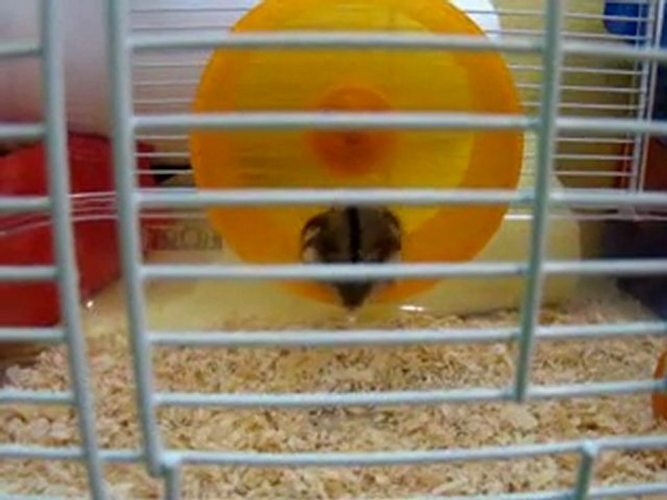 Notre hamster joue