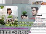 curso bonsai - como hacer un bonsai - cuidados del bonsai