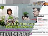 como podar un bonsai - cuidados de un bonsai - como se hace un bonsai