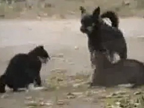 0297 - 2 chats se battent et le chien police arrive