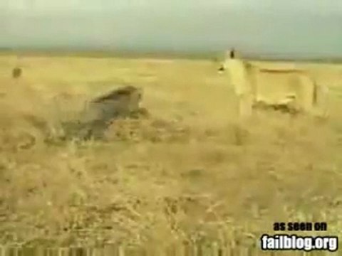 Aslan Kral avyaban.com - ergo