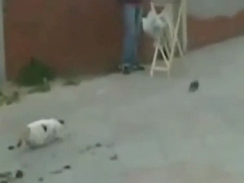 Kedi'den Fermalar avyaban.com - ergo