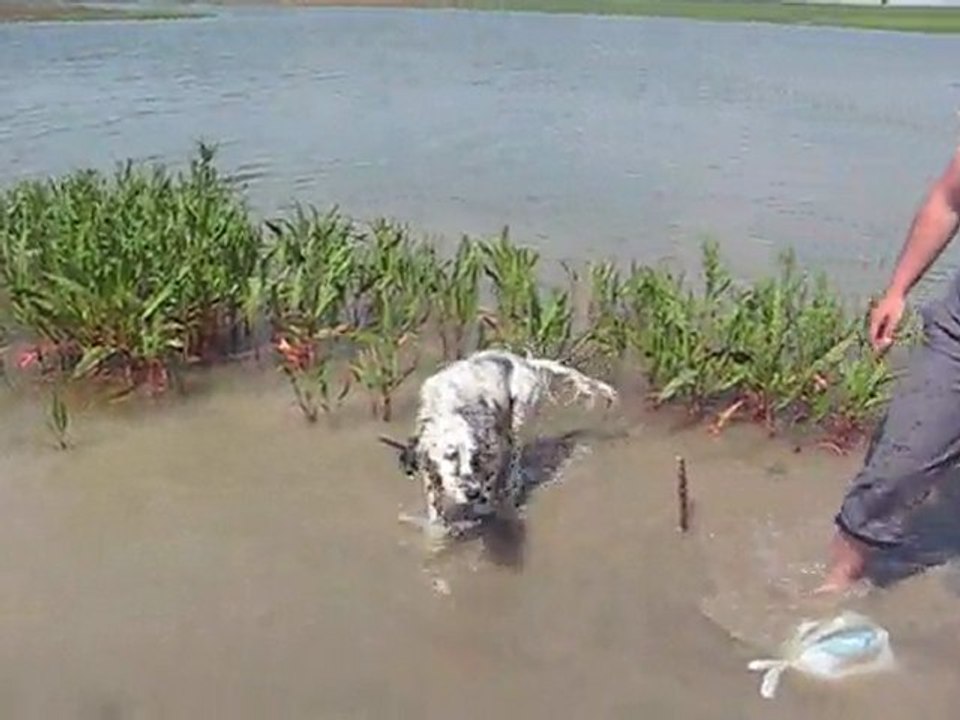 English Setter Asil (Asil-4) Su Aport