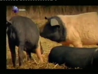 Gruñidos: El lenguaje de los cerdos